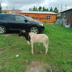 IMG-20230621-WA0005.jpg Ram (SMALL) 2025