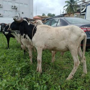 IMG-20230621-WA0006.jpg Ram (MEDIUM) 2025