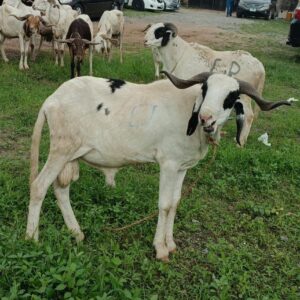 IMG-20230621-WA0007-1.jpg Ram (BIG II) 2024