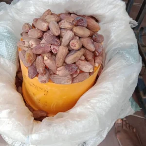 Fresh Date (Dabinu) 1/2 Plastic